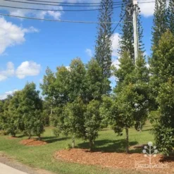 Elaeocarpus Prima Donna - Blueberry Ash -Foliage Flair Shop prima donna nursery drive