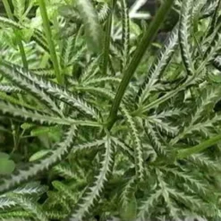 Pteris - Slender Brake Fern -Foliage Flair Shop pteris victoiare
