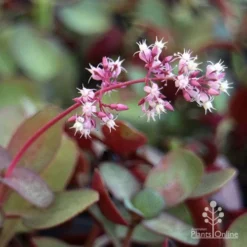 Crassula Purple Dragon - Fairy Crassula -Foliage Flair Shop purple dragon crassula flower