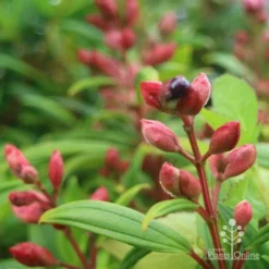 Tibouchina Purple Star -Foliage Flair Shop purple star buds rain