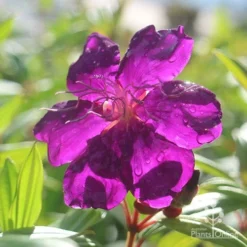 Tibouchina Purple Star -Foliage Flair Shop purple star glowing