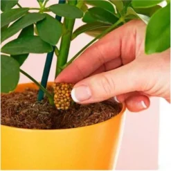 Miracle Gro Push & Feed Plant Food -Foliage Flair Shop push and feed