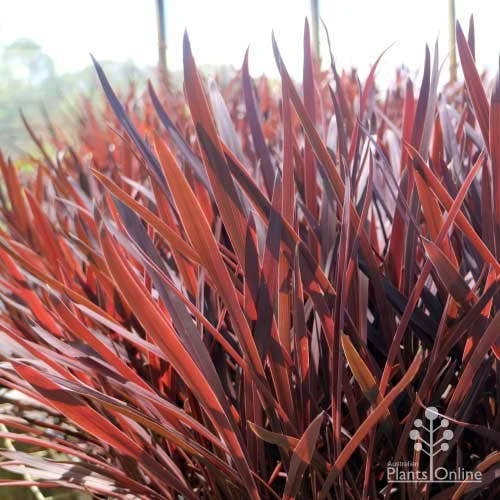 Cordyline Australis Red Sensation 1 Cordyline Australis Red Sensation