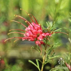 Grevillea Red Wings -Foliage Flair Shop redwings flower close