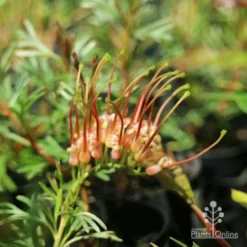Grevillea Red Wings -Foliage Flair Shop redwings fully open flower