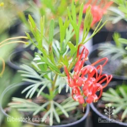 Grevillea Red Wings -Foliage Flair Shop redwings tubestck