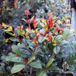 Syzygium Resilience - Lilly Pilly -Foliage Flair Shop resilience leaf colour