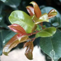 Syzygium Resilience - Lilly Pilly -Foliage Flair Shop resilience leaf colours