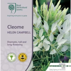 Cleome - Spider Flower - Seed