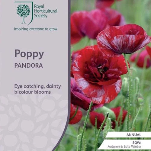 Poppy Pandora - Seed 1 Poppy Pandora - Seed