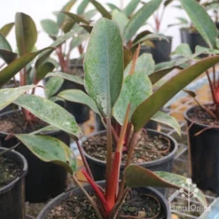 Philodendron Rojo Congo -Foliage Flair Shop rojo congo large size