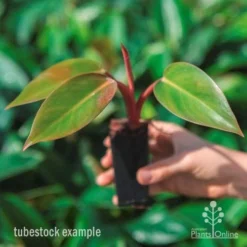 Philodendron Rojo Congo -Foliage Flair Shop rojo congo tube in hand