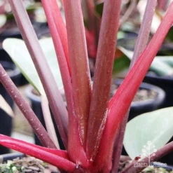 Philodendron Rojo Congo -Foliage Flair Shop rojo stem colour