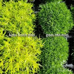 Sagina Subulata Aurea – Scotch Moss -Foliage Flair Shop sagina comparison 2