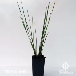 Lomandra SHARA 15 Lomandra SHARA -Foliage Flair Shop shara tubestock