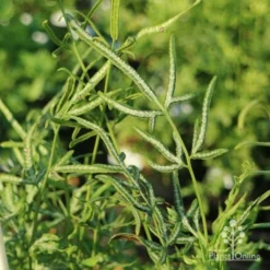 Pteris - Slender Brake Fern -Foliage Flair Shop slender brake img 5305