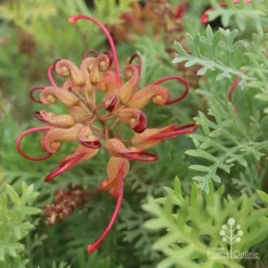 Grevillea Soopa Doopa -Foliage Flair Shop sooper dooper buds