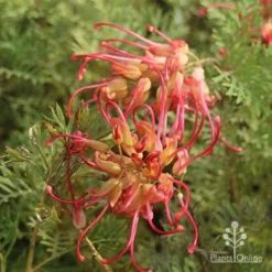 Grevillea Soopa Doopa -Foliage Flair Shop sooper dooper two