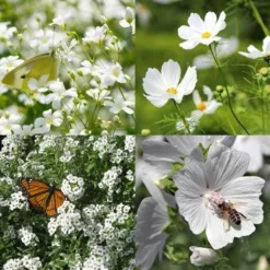 Splash Of White - Seed