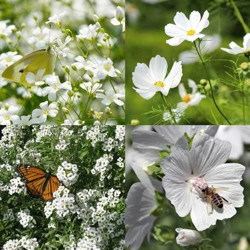 Splash Of White - Seed 1 Splash Of White - Seed