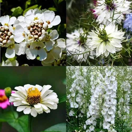 Splash Of White - Seed 2 Splash Of White - Seed - Image 2