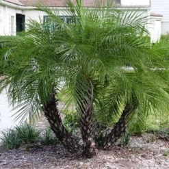 Phoenix Roebelenii - Dwarf Date Palm