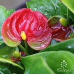 Anthurium Success Red 9 Anthurium Success Red -Foliage Flair Shop success red img 5801