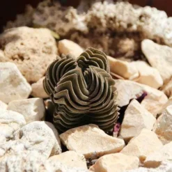 Crassula Buddha’s Temple - Succulent -Foliage Flair Shop succulent buddhas temple