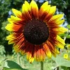 Sunflower Golden Prominence - Seed