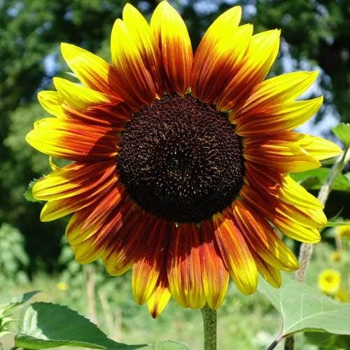 Sunflower Golden Prominence - Seed 1 Sunflower Golden Prominence - Seed