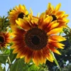 Sunflower Solar Flash - Seed