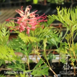 Grevillea Superb -Foliage Flair Shop superb tube