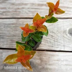 Syzygium Orange Twist - Lilly Pilly -Foliage Flair Shop syzygium orange twist