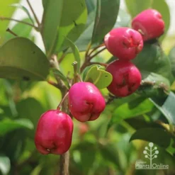 Syzygium Resilience - Lilly Pilly -Foliage Flair Shop syzygium resilience berries