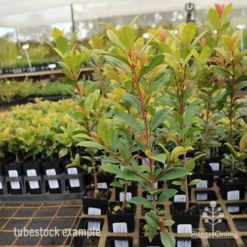 Syzygium Resilience - Lilly Pilly -Foliage Flair Shop syzygium resilience tubestock tall