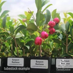 Syzygium Resilience - Lilly Pilly -Foliage Flair Shop syzygium resiliencetubestock berries