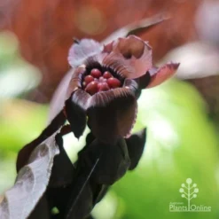 Bat Plant - Tacca 10 Bat Plant - Tacca -Foliage Flair Shop tacca flower closeup