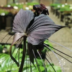Bat Plant - Tacca 12 Bat Plant - Tacca -Foliage Flair Shop tacca in nursery back
