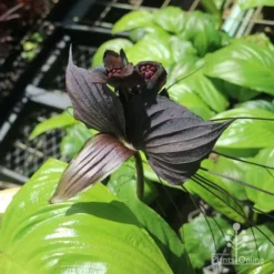 Bat Plant - Tacca 14 Bat Plant - Tacca -Foliage Flair Shop tacca in nursery top