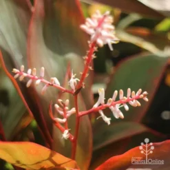 Cordyline Fruticosa Tangelo -Foliage Flair Shop tangelo cordyline flower
