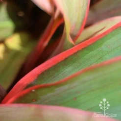 Cordyline Fruticosa Tangelo -Foliage Flair Shop tangelo leaf close