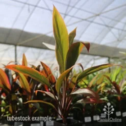 Cordyline Fruticosa Tangelo -Foliage Flair Shop tangelo tube in nursery