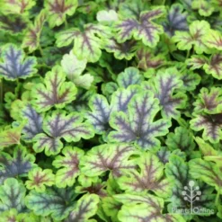 Heucherella Tapestry - Foamy Bells -Foliage Flair Shop tapestry colour range