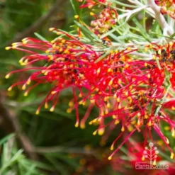 Grevillea Mini Marvel -Foliage Flair Shop thelemanniana grevillea flower