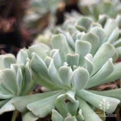 Echeveria Topsy Turvy - Succulent -Foliage Flair Shop topsy echeveria