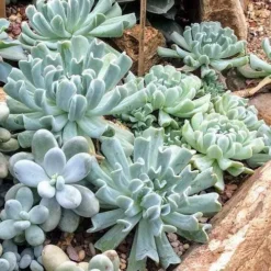 Echeveria Topsy Turvy - Succulent -Foliage Flair Shop topsy turvy planted 2