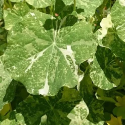 Nasturtium Alaska Salmon Variegated - Seed -Foliage Flair Shop variegated nasturtiums leaf