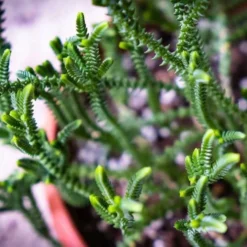 Crassula - Watchchain, Rat Tail Succulent -Foliage Flair Shop watchchain closeup