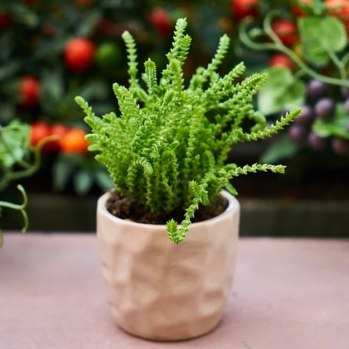Crassula - Watchchain, Rat Tail Succulent