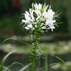 Cleome - Spider Flower - Seed -Foliage Flair Shop white cleome